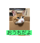 にゃんこ つぶやきまくり（個別スタンプ：16）