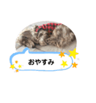 everydayMaronKUN（個別スタンプ：5）