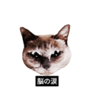 いずれ僕はスロップ（個別スタンプ：9）