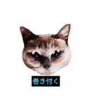 あなたはフリークですか？（個別スタンプ：10）