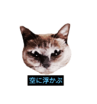 あなたはフリークですか？（個別スタンプ：12）