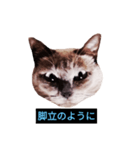 あなたはフリークですか？（個別スタンプ：13）