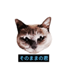 あなたはフリークですか？（個別スタンプ：16）