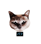 あなたはフリークですか？（個別スタンプ：26）