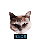 あなたはフリークですか？（個別スタンプ：34）