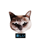 あなたはフリークですか？（個別スタンプ：39）