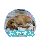 雑種犬のトム（個別スタンプ：2）