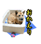 雑種犬のトム（個別スタンプ：5）