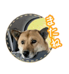 雑種犬のトム（個別スタンプ：12）