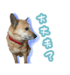 雑種犬のトム（個別スタンプ：20）