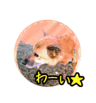 雑種犬のトム（個別スタンプ：31）