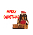 ミニチュアダックスの気ままなランチX'mas（個別スタンプ：1）