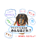 ミニチュアダックスの気ままなランチX'mas（個別スタンプ：2）