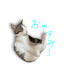 ジルの日常スタンプ（個別スタンプ：4）