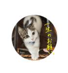 ジルの日常スタンプ（個別スタンプ：13）