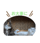 我が家の猫③（個別スタンプ：6）