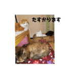 我が家の猫③（個別スタンプ：8）