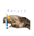 我が家の猫③（個別スタンプ：27）