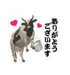 牛の感情（個別スタンプ：3）