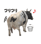 牛の感情（個別スタンプ：8）