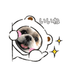 くぅちゃんスタンプその弐（個別スタンプ：1）