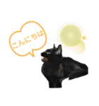 Ko-Tzy  Vol.1.2（個別スタンプ：6）