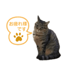 Ko-Tzy  Vol.1.2（個別スタンプ：14）