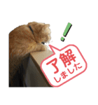 Ko-Tzy  Vol.1.2（個別スタンプ：18）