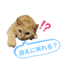 Ko-Tzy  Vol.1.2（個別スタンプ：21）