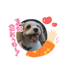 Happy Puppy ‘s Happy New Year（個別スタンプ：10）