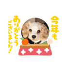 Happy Puppy ‘s Happy New Year（個別スタンプ：21）