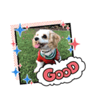 Happy Puppy ‘s Happy New Year（個別スタンプ：22）