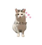 neco nyanko（個別スタンプ：1）