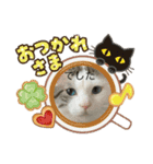 neco nyanko（個別スタンプ：7）