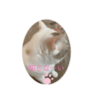 neco nyanko（個別スタンプ：11）