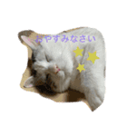 neco nyanko（個別スタンプ：13）