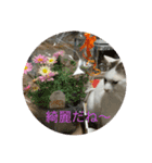 neco nyanko（個別スタンプ：16）