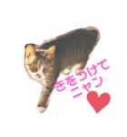 しらすといくら♡吹き出し（個別スタンプ：2）