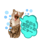 しらすといくら♡吹き出し（個別スタンプ：3）