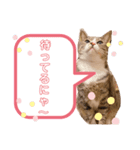 しらすといくら♡吹き出し（個別スタンプ：6）