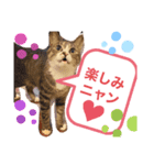 しらすといくら♡吹き出し（個別スタンプ：7）