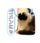 しらすといくら♡吹き出し（個別スタンプ：8）