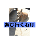 愛犬花12（個別スタンプ：1）