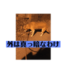 愛犬花12（個別スタンプ：2）