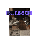 愛犬花12（個別スタンプ：3）
