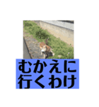 愛犬花12（個別スタンプ：4）