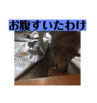 愛犬花12（個別スタンプ：5）
