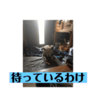 愛犬花12（個別スタンプ：6）