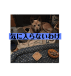 愛犬花12（個別スタンプ：7）