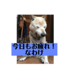 愛犬花12（個別スタンプ：8）